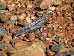 090509_South_Africa 236